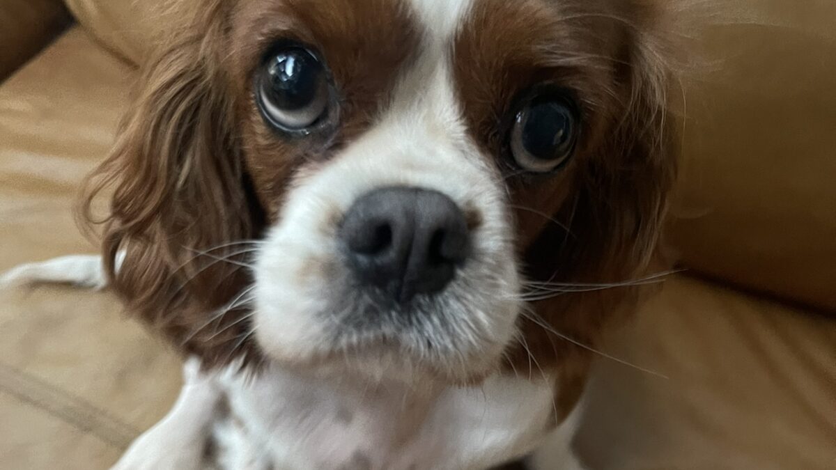 Denni 6 year old Blenheim Cavalier King Charles Spaniel