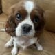 Denni 6 year old Blenheim Cavalier King Charles Spaniel