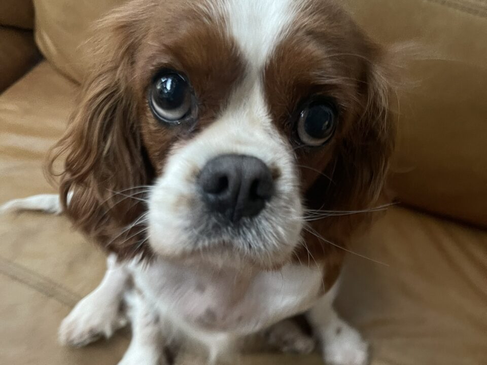 Denni 6 year old Blenheim Cavalier King Charles Spaniel