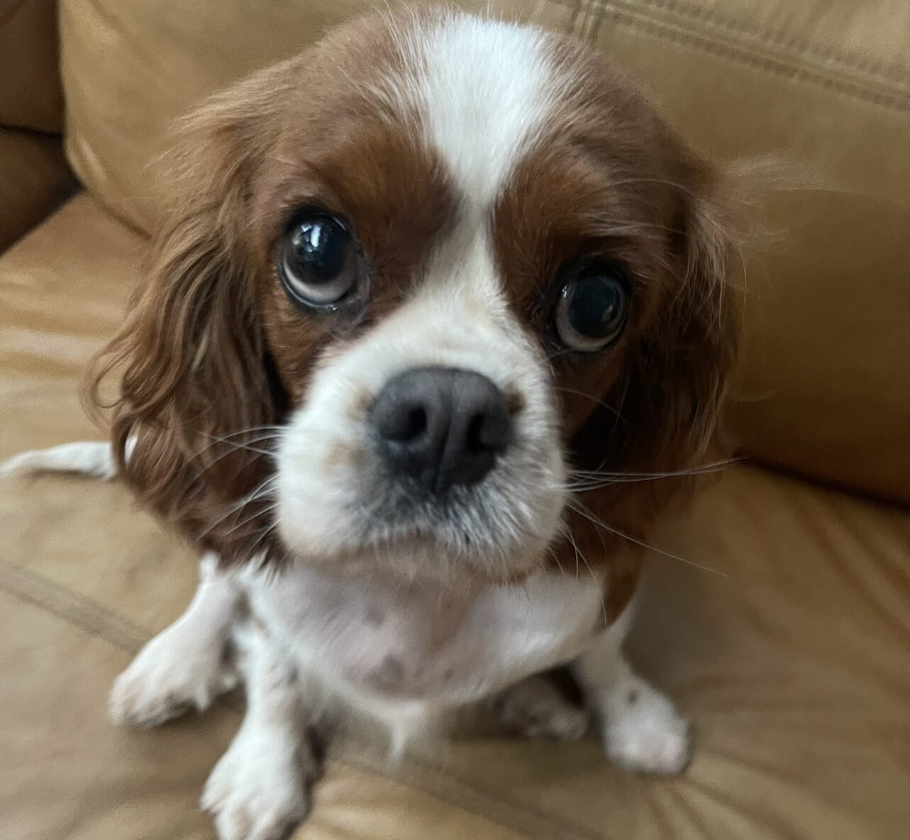 Denni 6 year old Blenheim Cavalier King Charles Spaniel