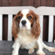 Bonny Blenheim Cavalier King Charles Spaniel