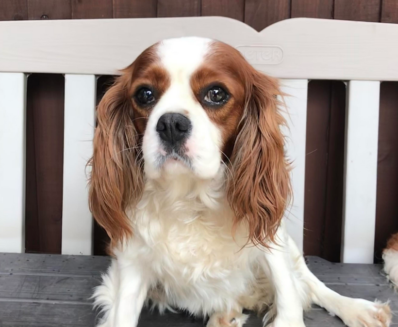 Bonny Blenheim Cavalier King Charles Spaniel