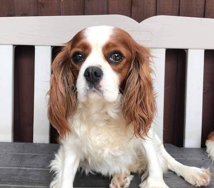 Bonny Blenheim Cavalier King Charles Spaniel