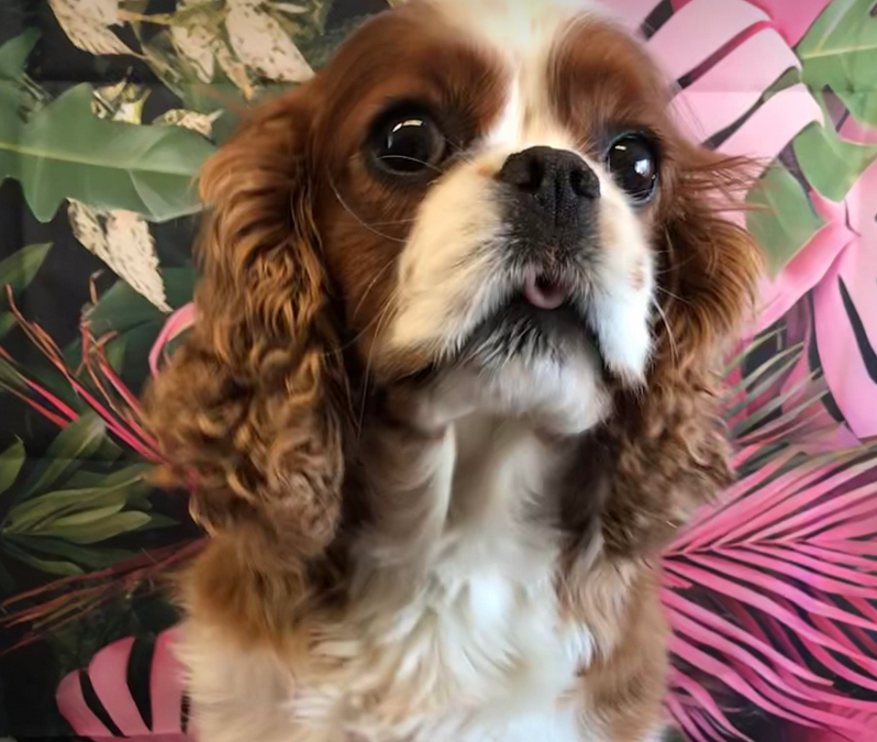 Beau Blenheim Cavalier King Charles Spaniel age 5