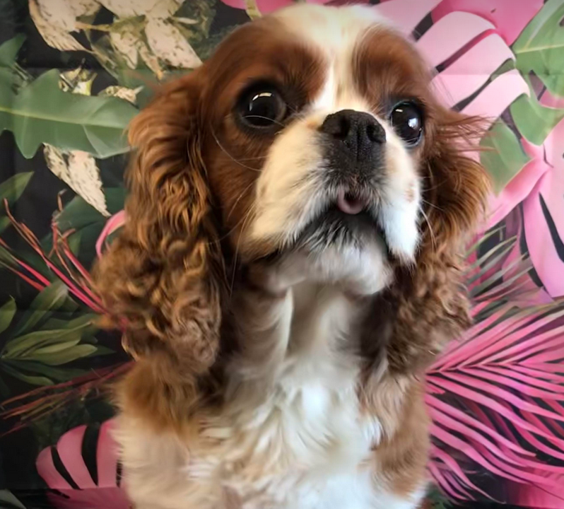 Beau Blenheim Cavalier King Charles Spaniel age 5