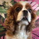 Beau Blenheim Cavalier King Charles Spaniel age 5