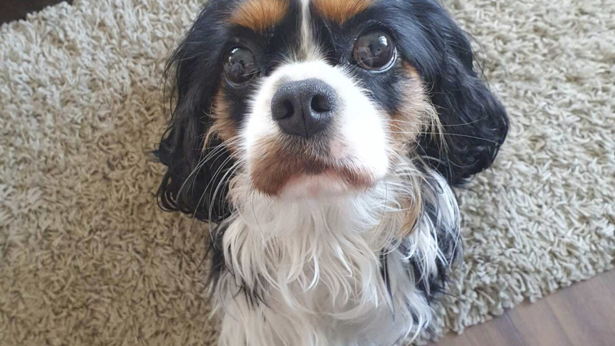 Tricolour Cavalier King Charles Spaniel