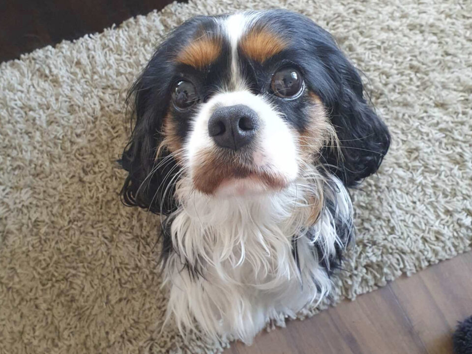 Tricolour Cavalier King Charles Spaniel