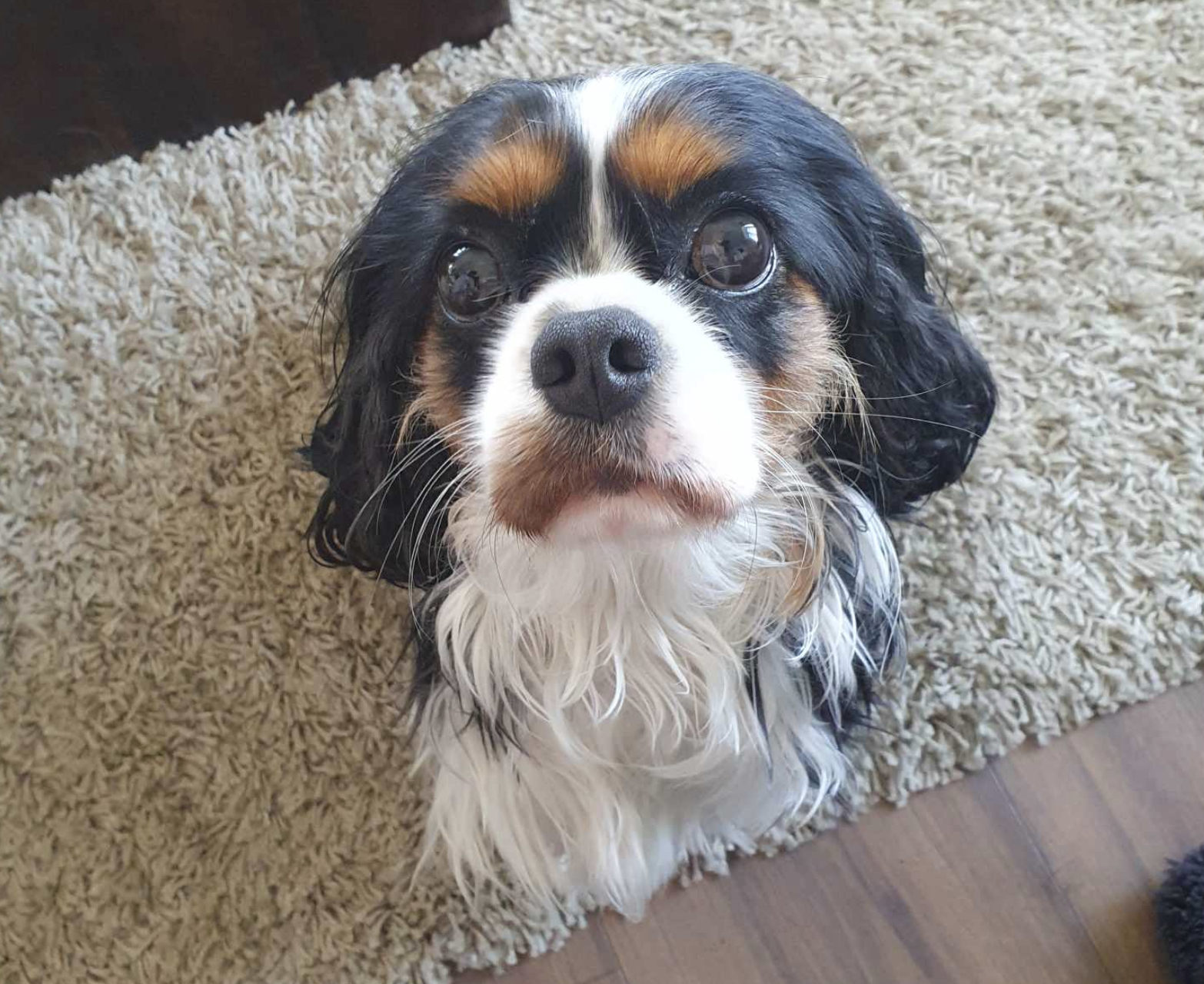 Tricolour Cavalier King Charles Spaniel