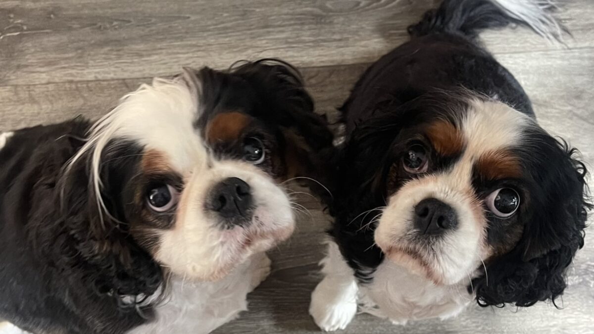 Bonnie and Jolly 4 year old Tricolour Cavaliers