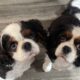 Bonnie and Jolly 4 year old Tricolour Cavaliers