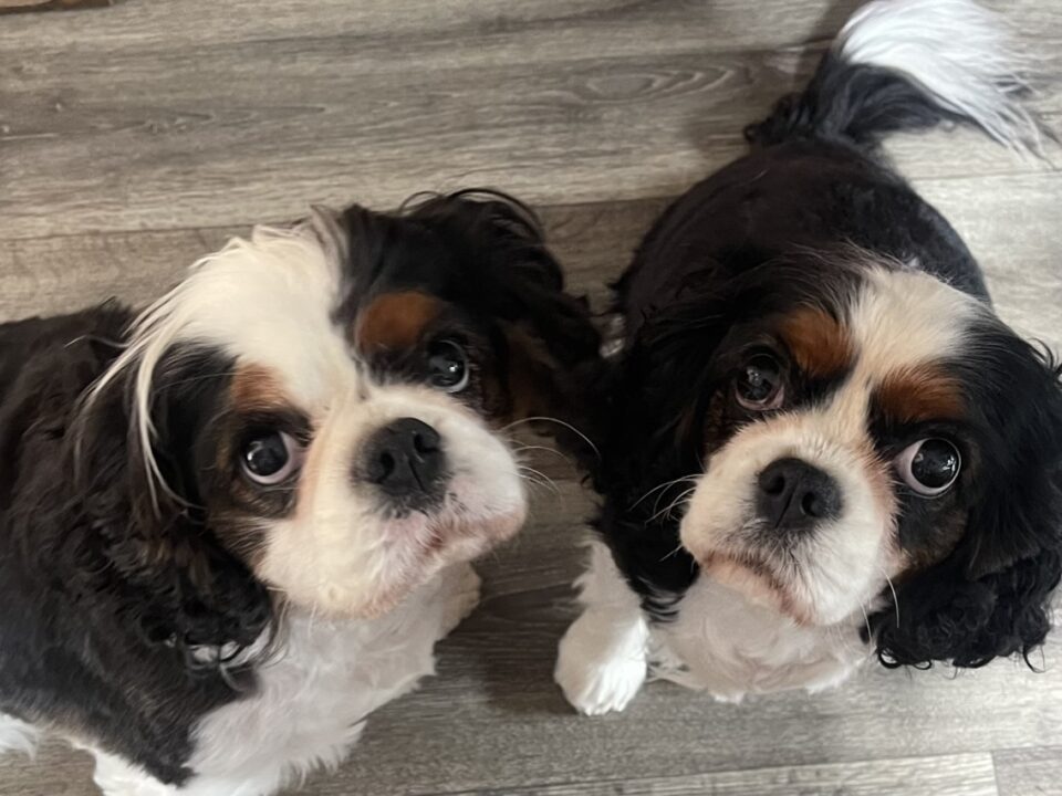 Bonnie and Jolly 4 year old Tricolour Cavaliers