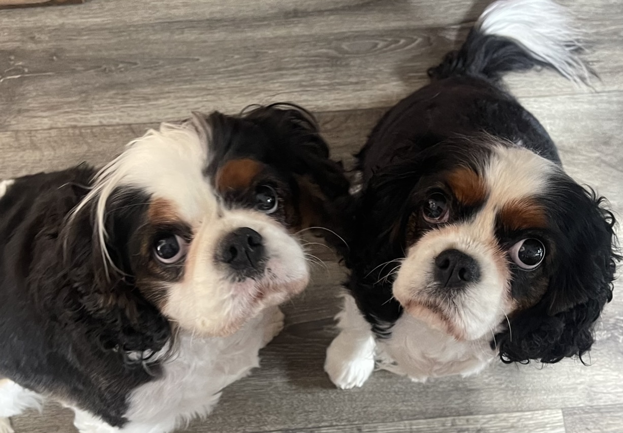 Bonnie and Jolly 4 year old Tricolour Cavaliers
