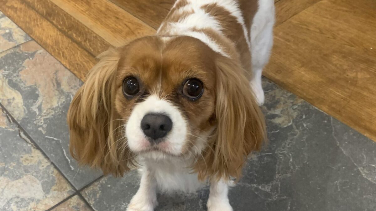 blenheim Cavalier King Charles