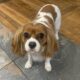 blenheim Cavalier King Charles