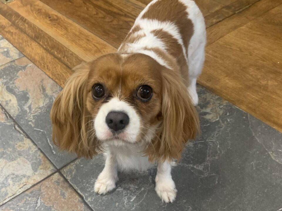 blenheim Cavalier King Charles