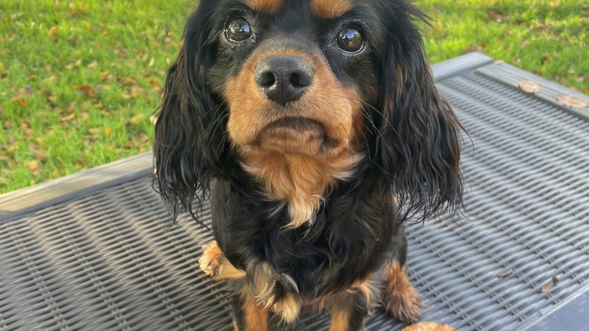 black and tan Cavalier