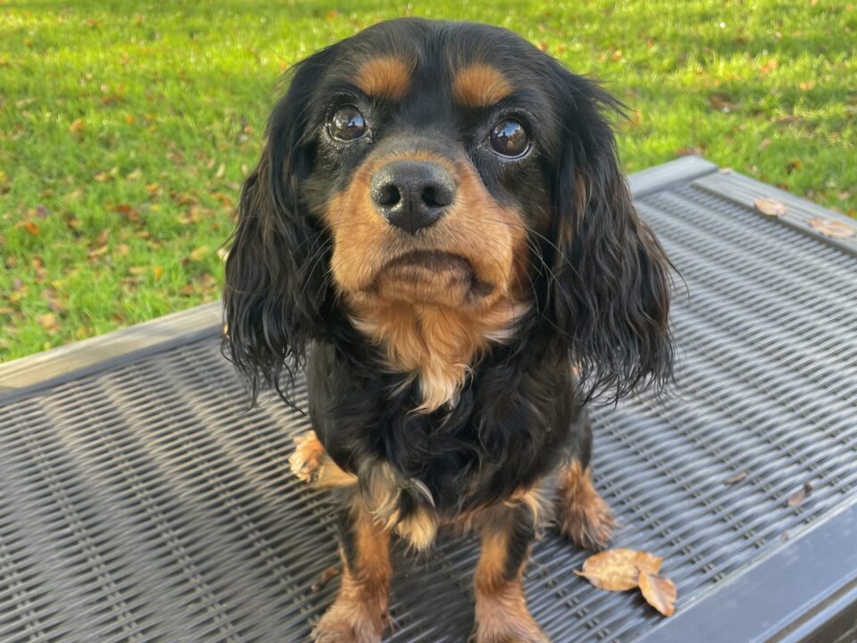 black and tan Cavalier