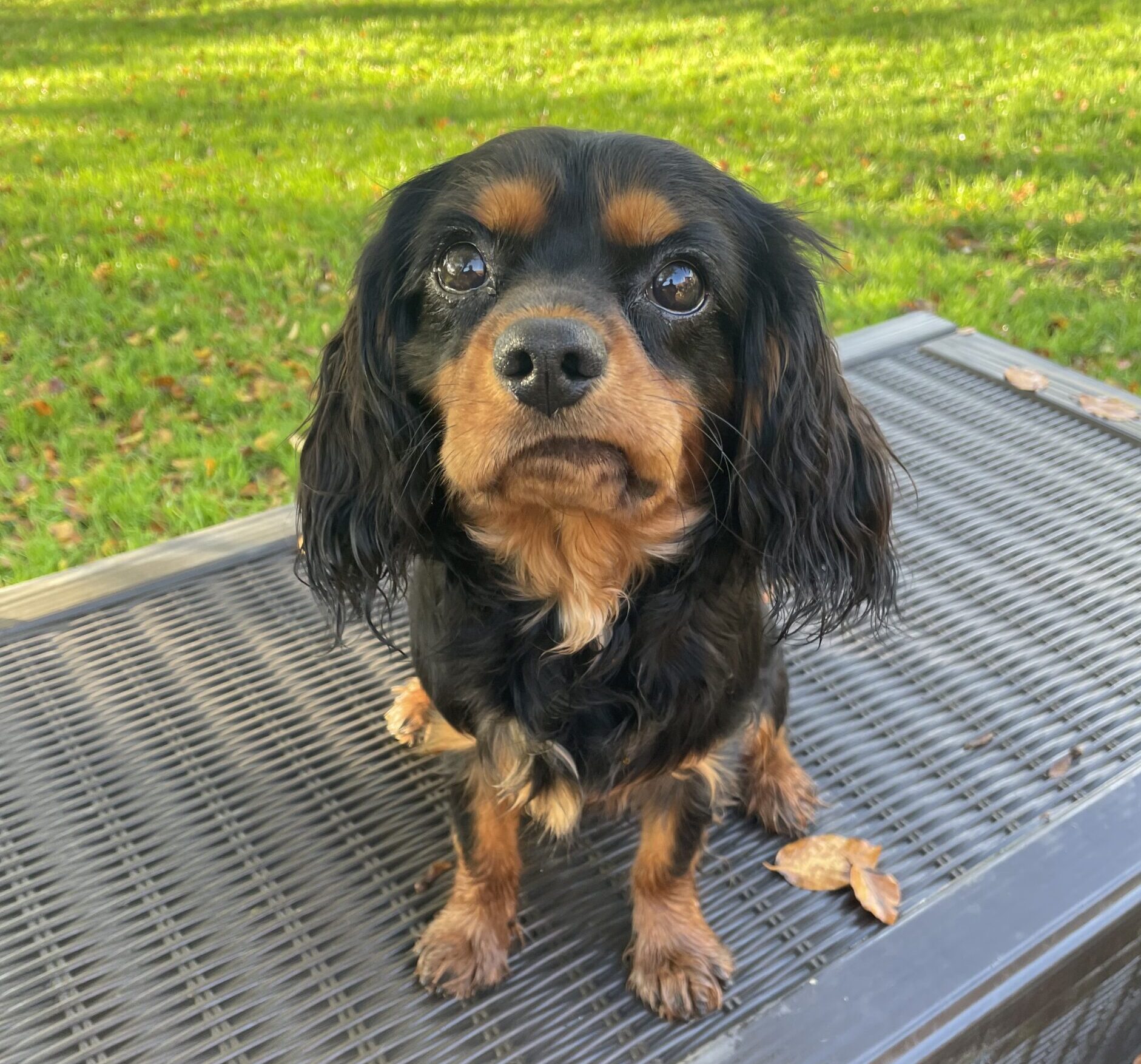black and tan Cavalier
