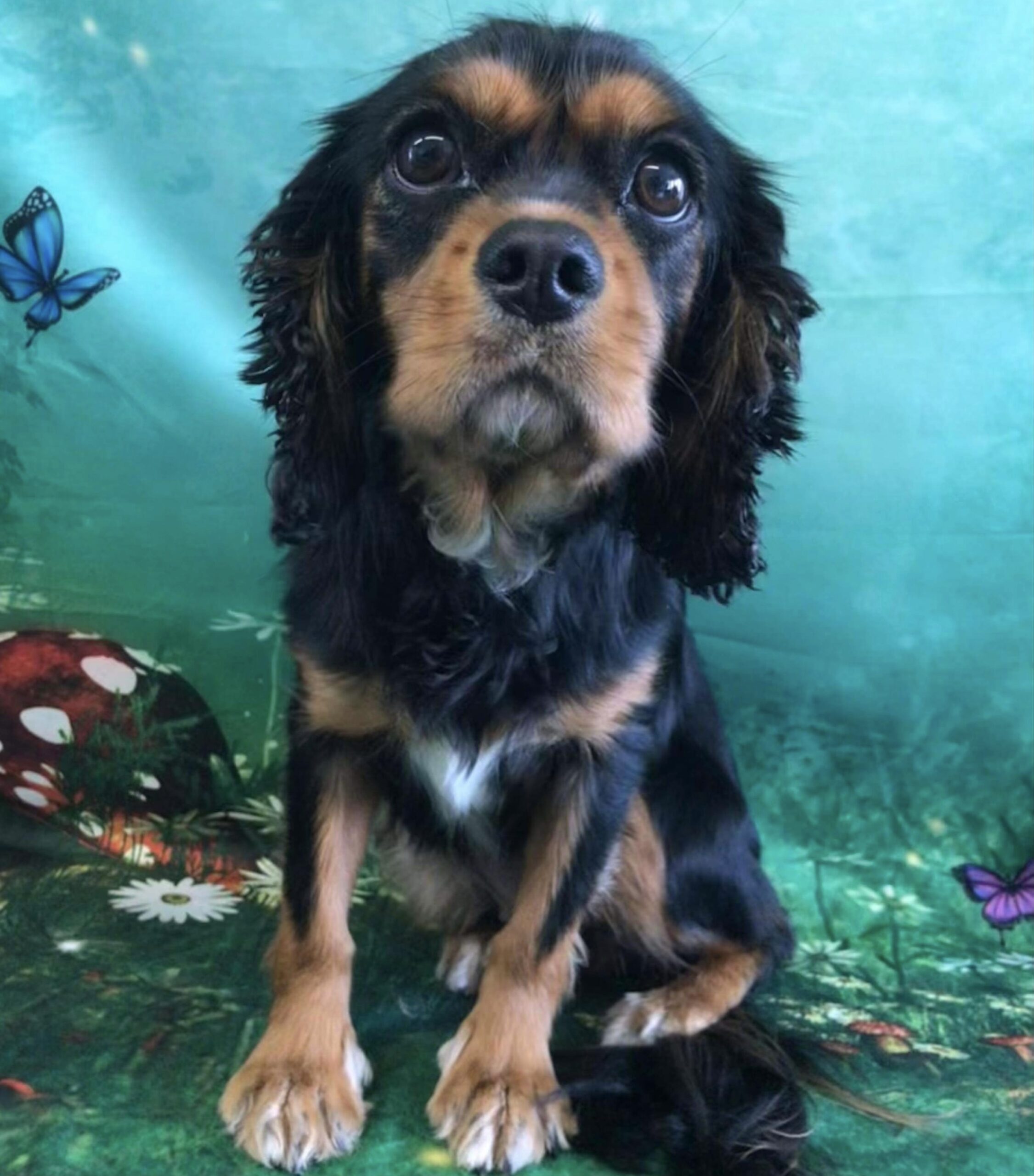Jessie black and tan Cavalier