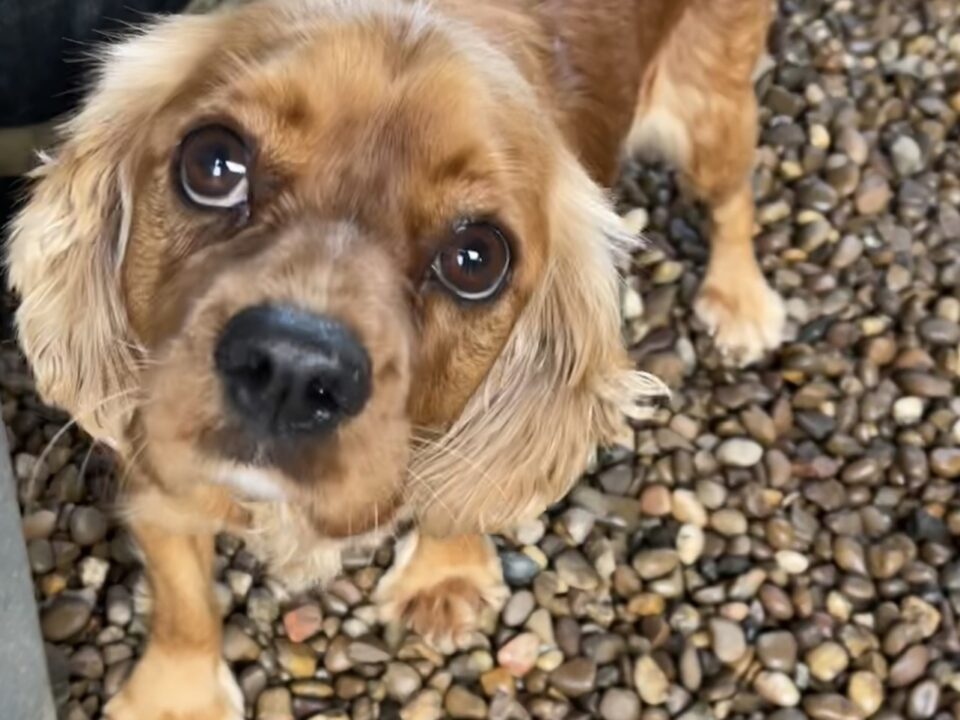 Maisie ruby Cavalier