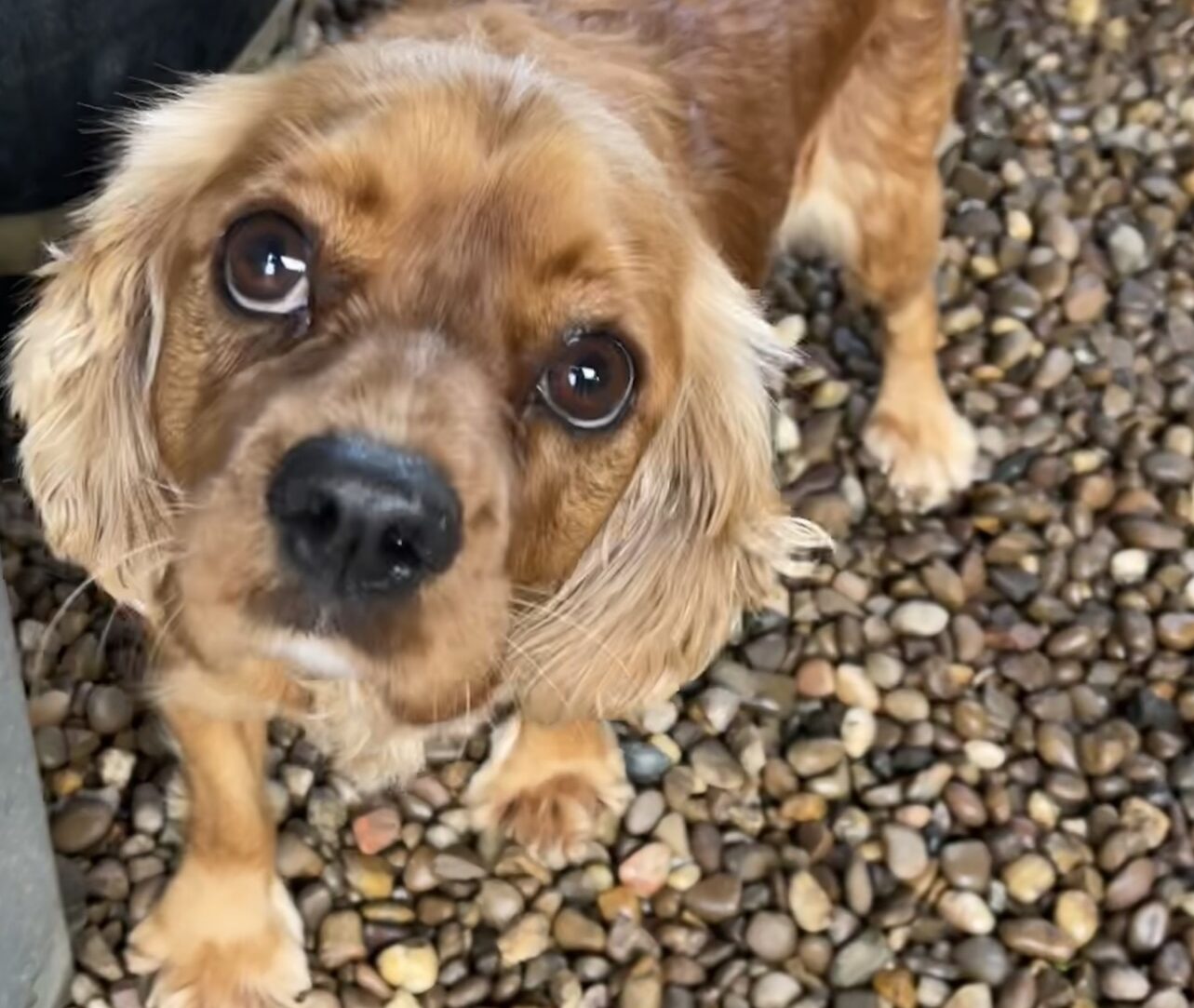 Maisie ruby Cavalier