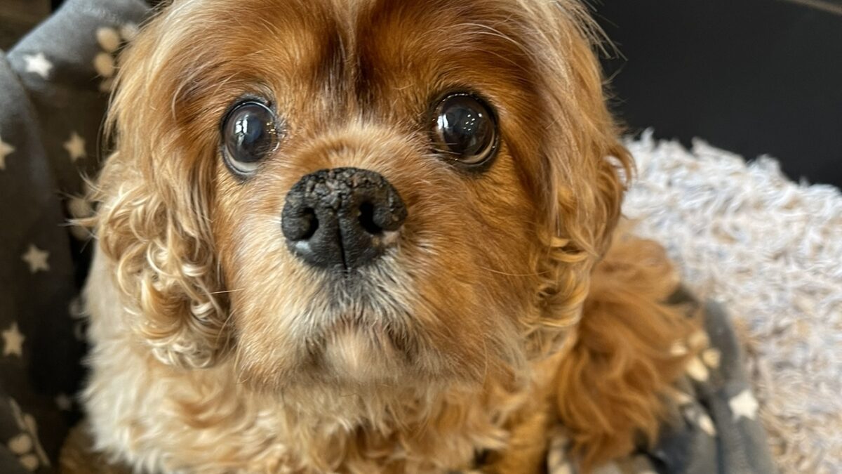 Arthur 11 year old ruby Cavalier King Charles Spaniel