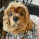 Arthur 11 year old ruby Cavalier King Charles Spaniel