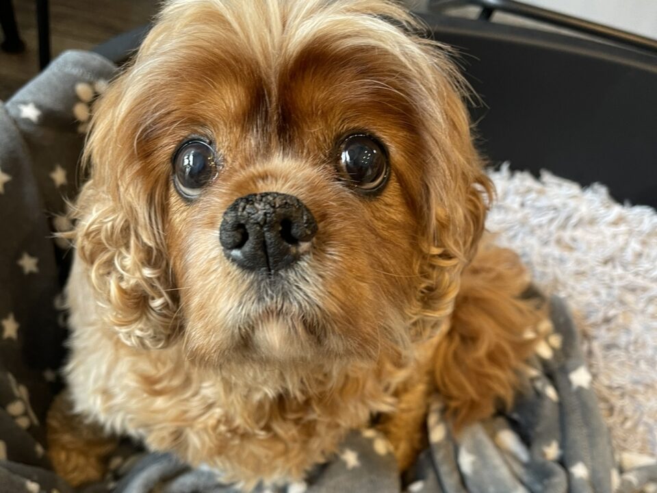 Arthur 11 year old ruby Cavalier King Charles Spaniel