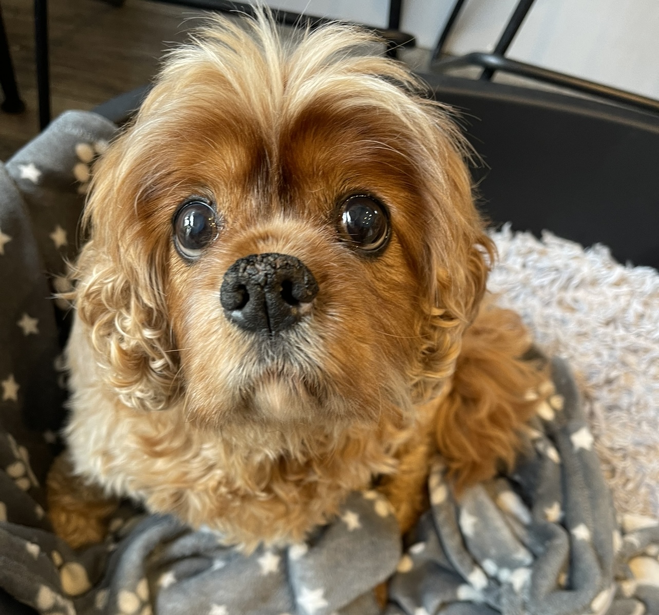 Arthur 11 year old ruby Cavalier King Charles Spaniel