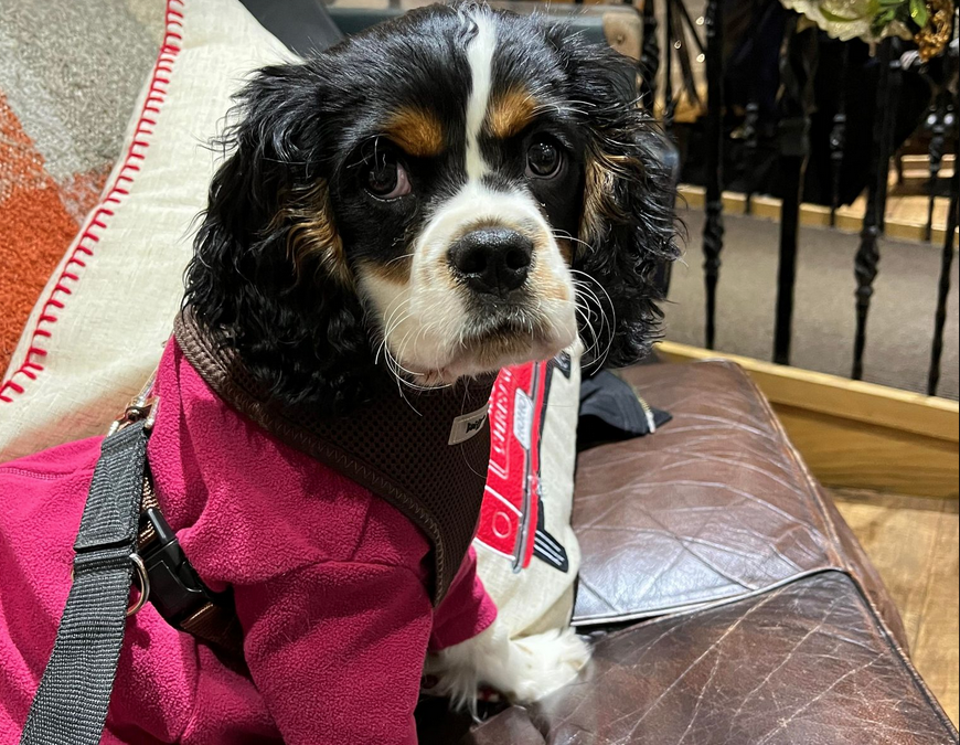 Tricolour Cavalier Puppy