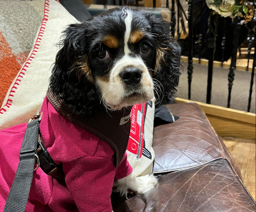 Tricolour Cavalier Puppy