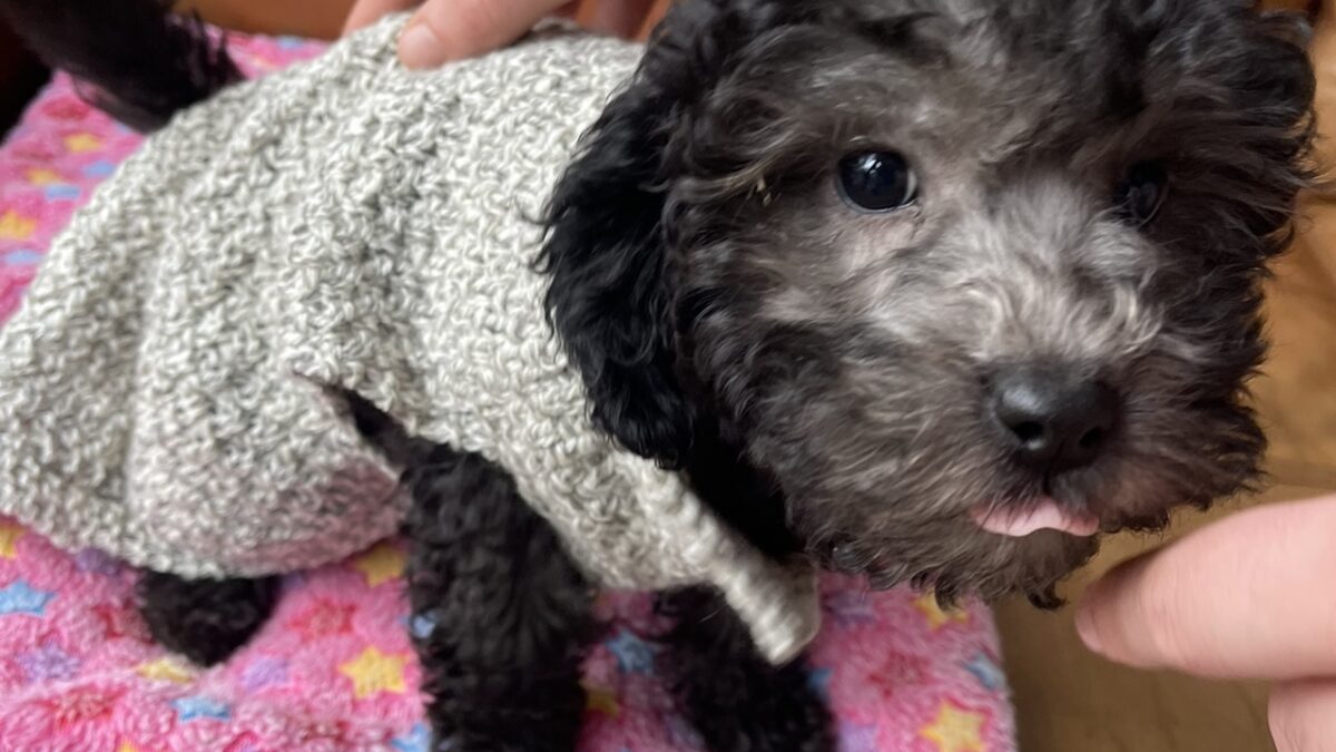 Cavapoo puppy