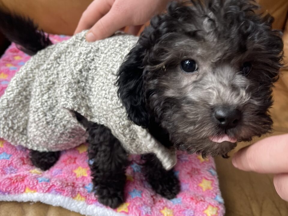 Cavapoo puppy