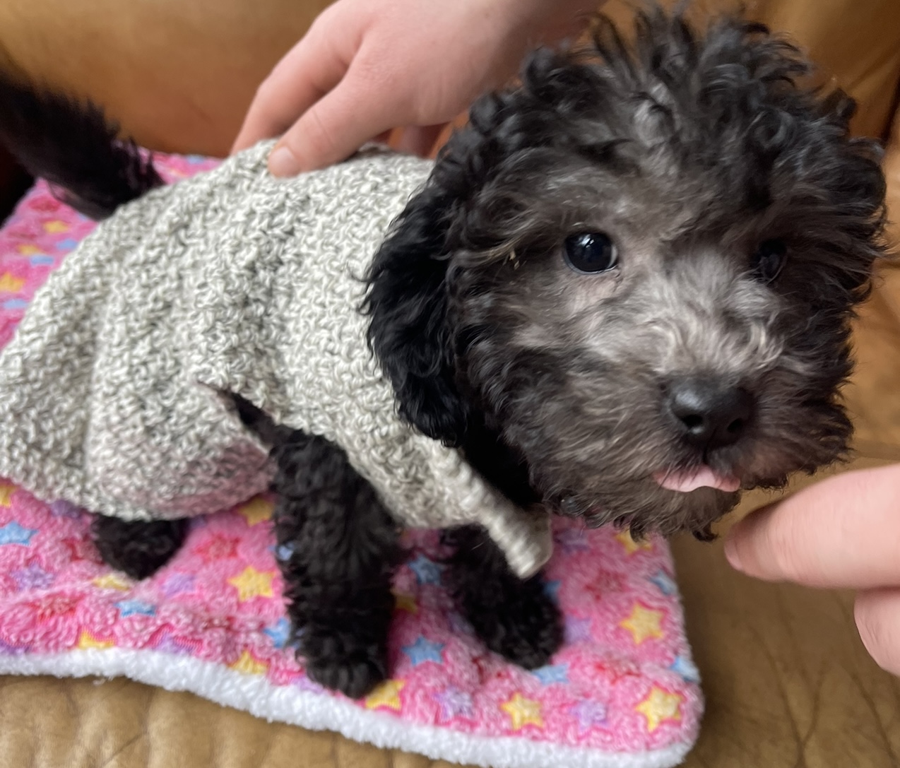 Cavapoo puppy