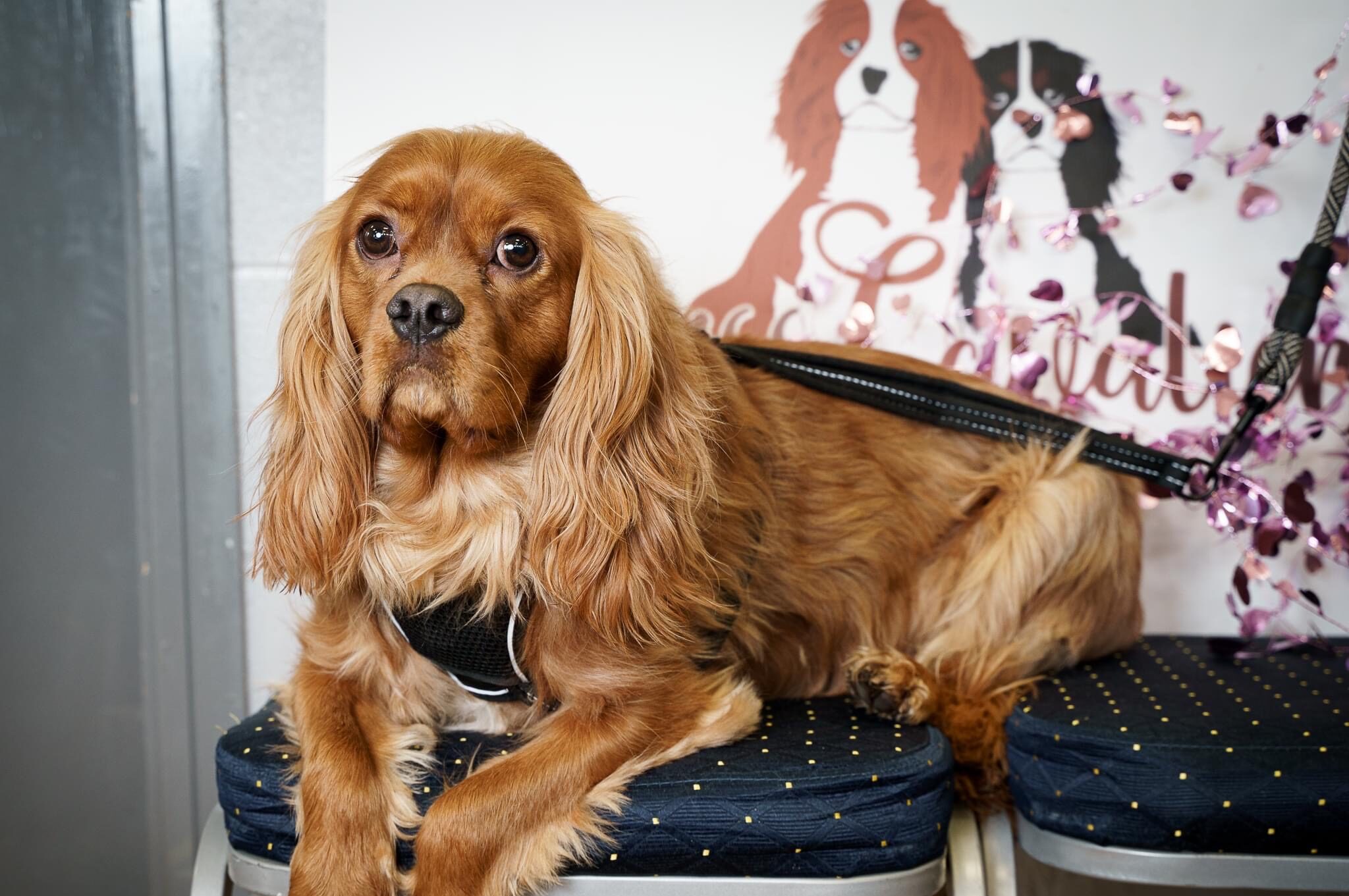 Rupert Ruby Cavalier