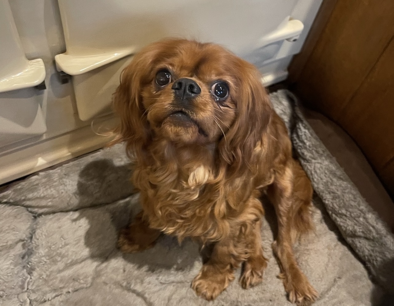 Bumble Ruby Cavalier