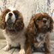 Blenheim and ruby Cavaliers