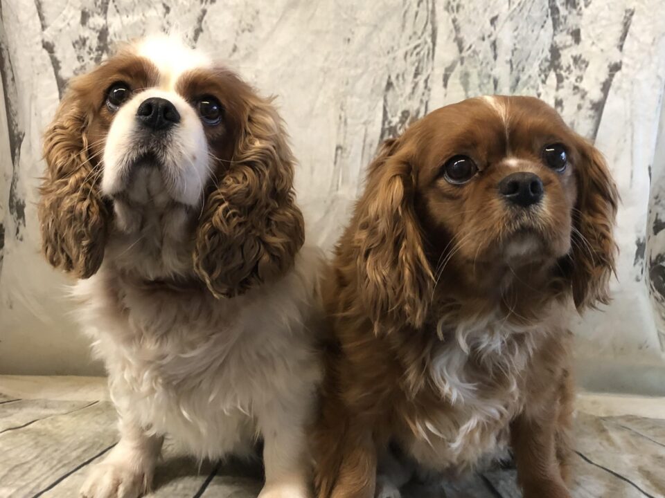 Blenheim and ruby Cavaliers