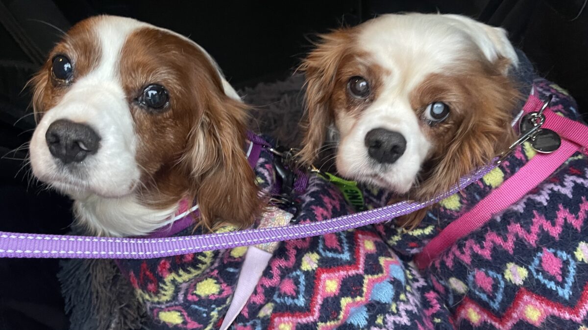 Blenheim rescue Cavaliers