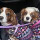 Blenheim rescue Cavaliers