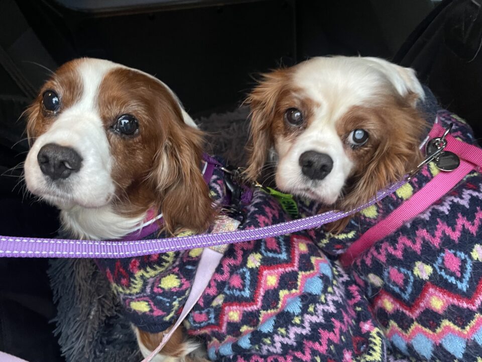 Blenheim rescue Cavaliers