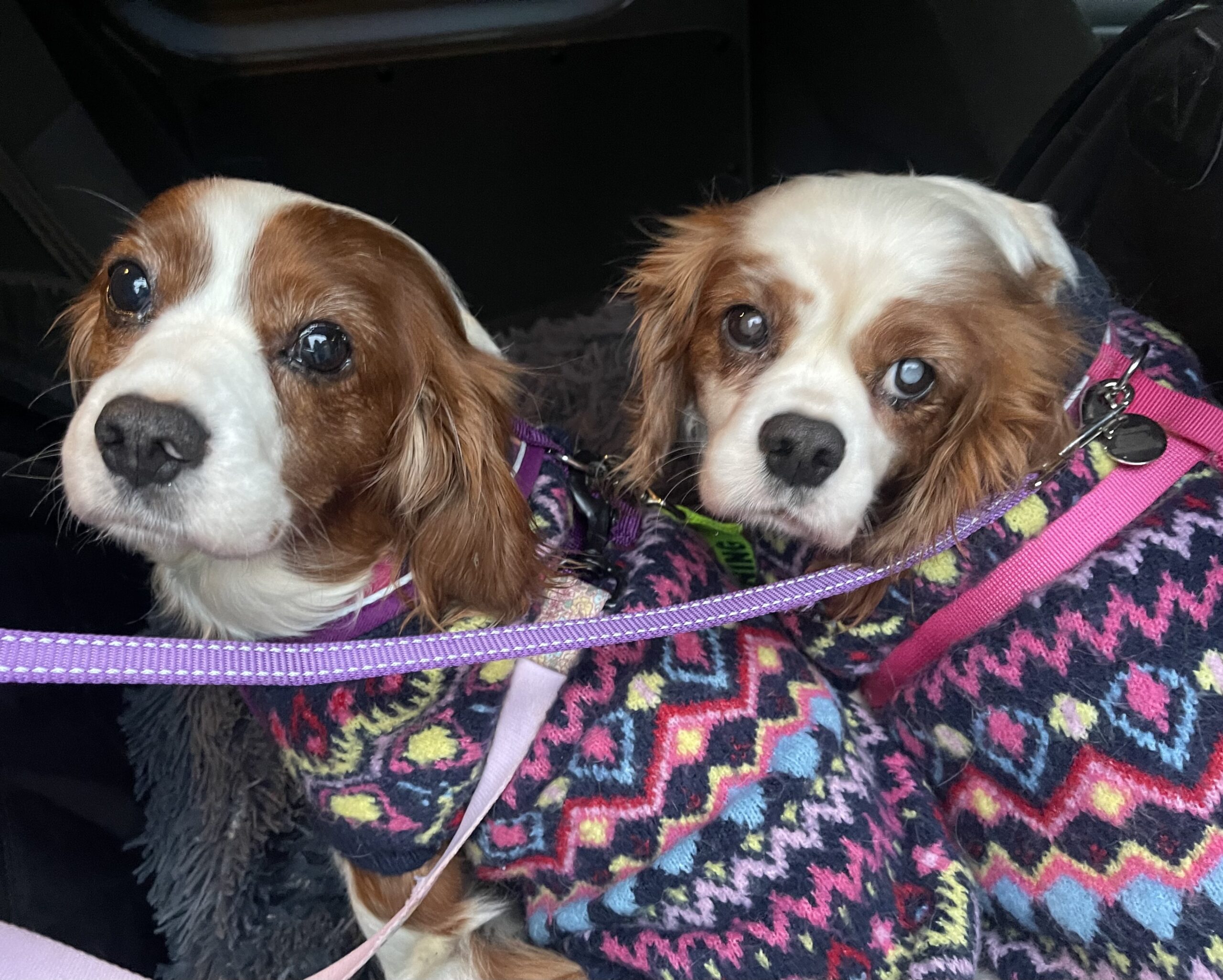 Blenheim rescue Cavaliers