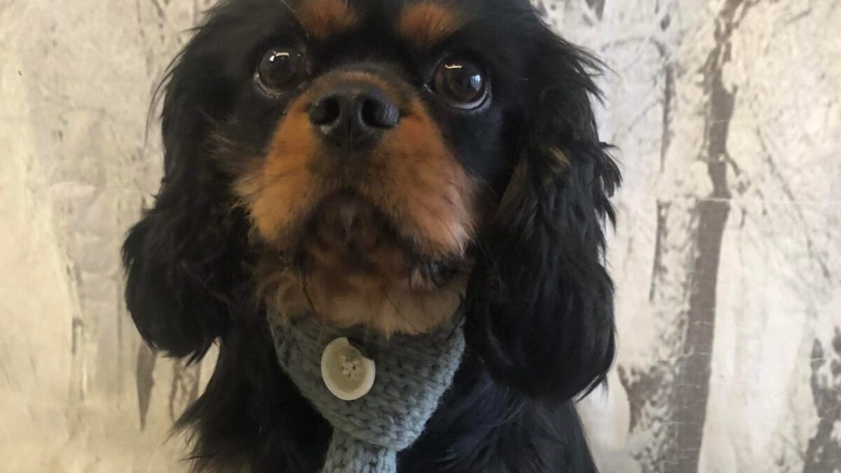 black and tan Cavalier