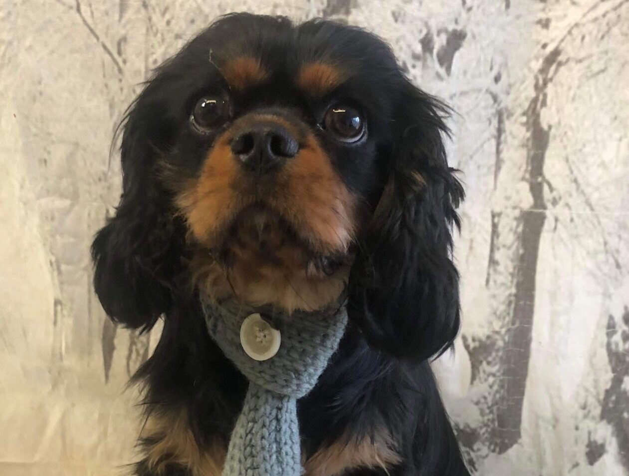 black and tan Cavalier
