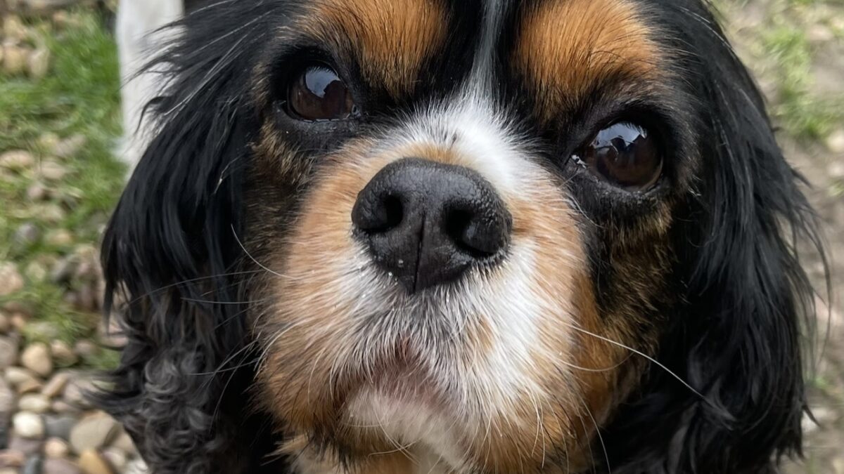 Tricolour Cavalier King Charles