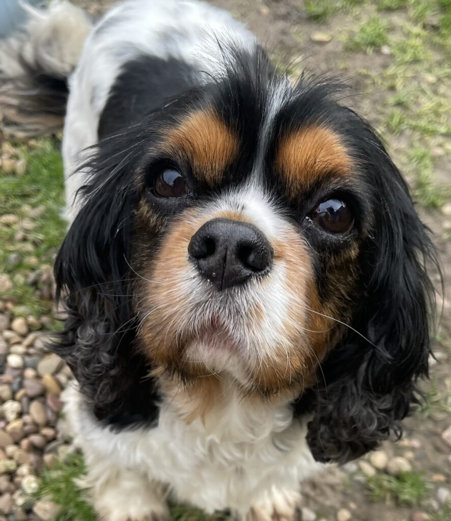Henry Adopted Bliss Cavalier Rescue
