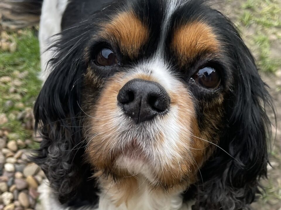 Tricolour Cavalier King Charles