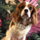 Hope Blenheim Cavalier King Charles Spaniel