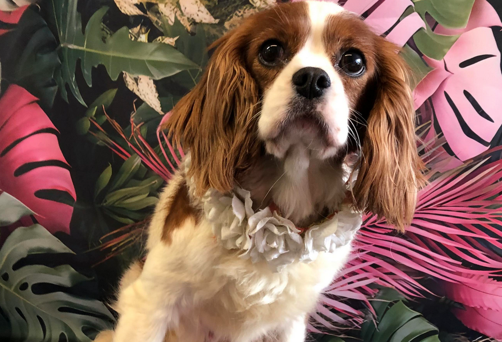 Hope Blenheim Cavalier King Charles Spaniel